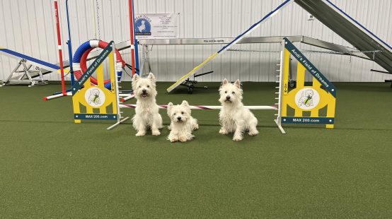 Köpeklerin Davranış Eğitimi ve Sosyalizasyon Merkezi